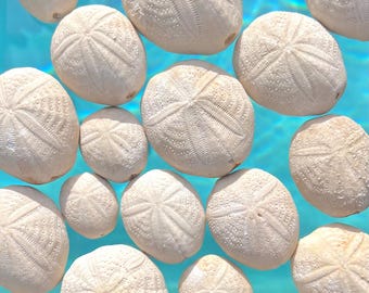 EXTINCT SEA BISCUIT Fossil Well Preserved Sea Urchin Biscuit Fossils Rocks, Sea Shells, Beach Decor - Eupatagus Antillarum Florida Eocene