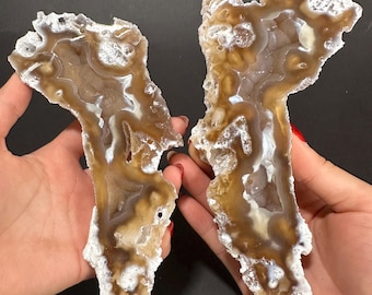 Agatized Fossil Coral Geode Pair RARE LARGE Honey Botryoidal Velvet Druzy Thick Agate Cut & Polished UV-Reactive