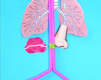 Lunge Modell druckbar, druckbare Anatomie, Anatomie lernen, Lunge lernen, Kinder lernen druckbare, Homeschool, Vorschule Ausdrucke