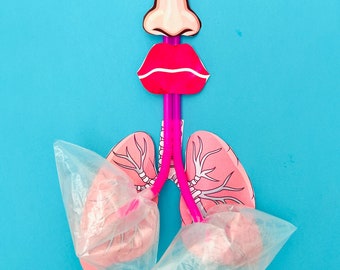 Lung Anatomy Model Printable: Kids Learning, Homeschool (Digital Download)