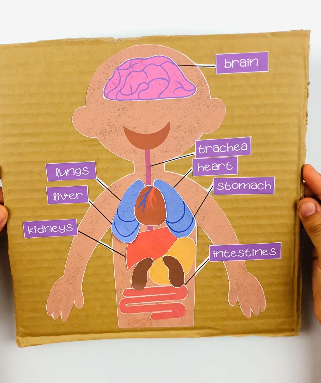 Anatomy Learning Activity, Color Learning, Preschool Printable ...