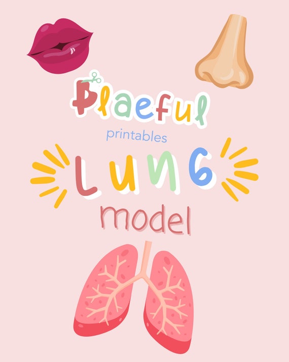 Lung Model Printable Anatomy Printable Anatomy Learning - Etsy
