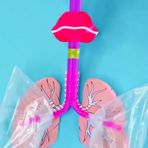 Anatomy Printable Model