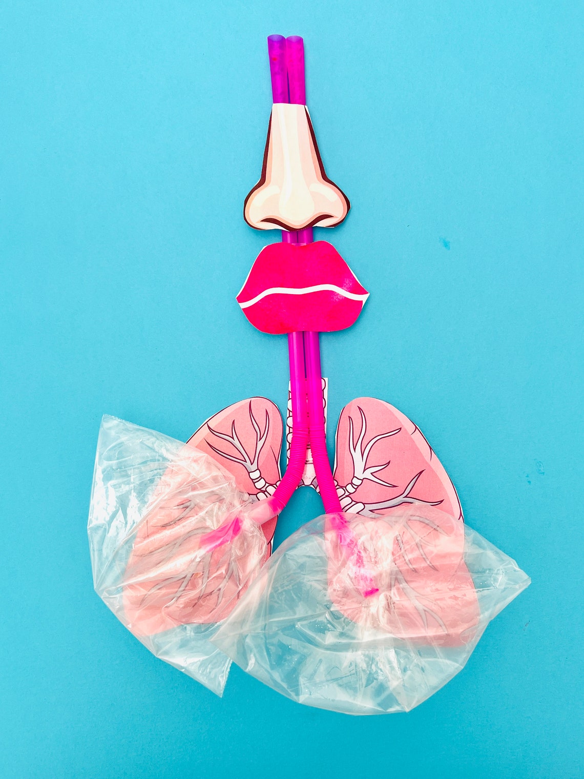 Lung Model Printable Anatomy Printable Anatomy Learning - Etsy