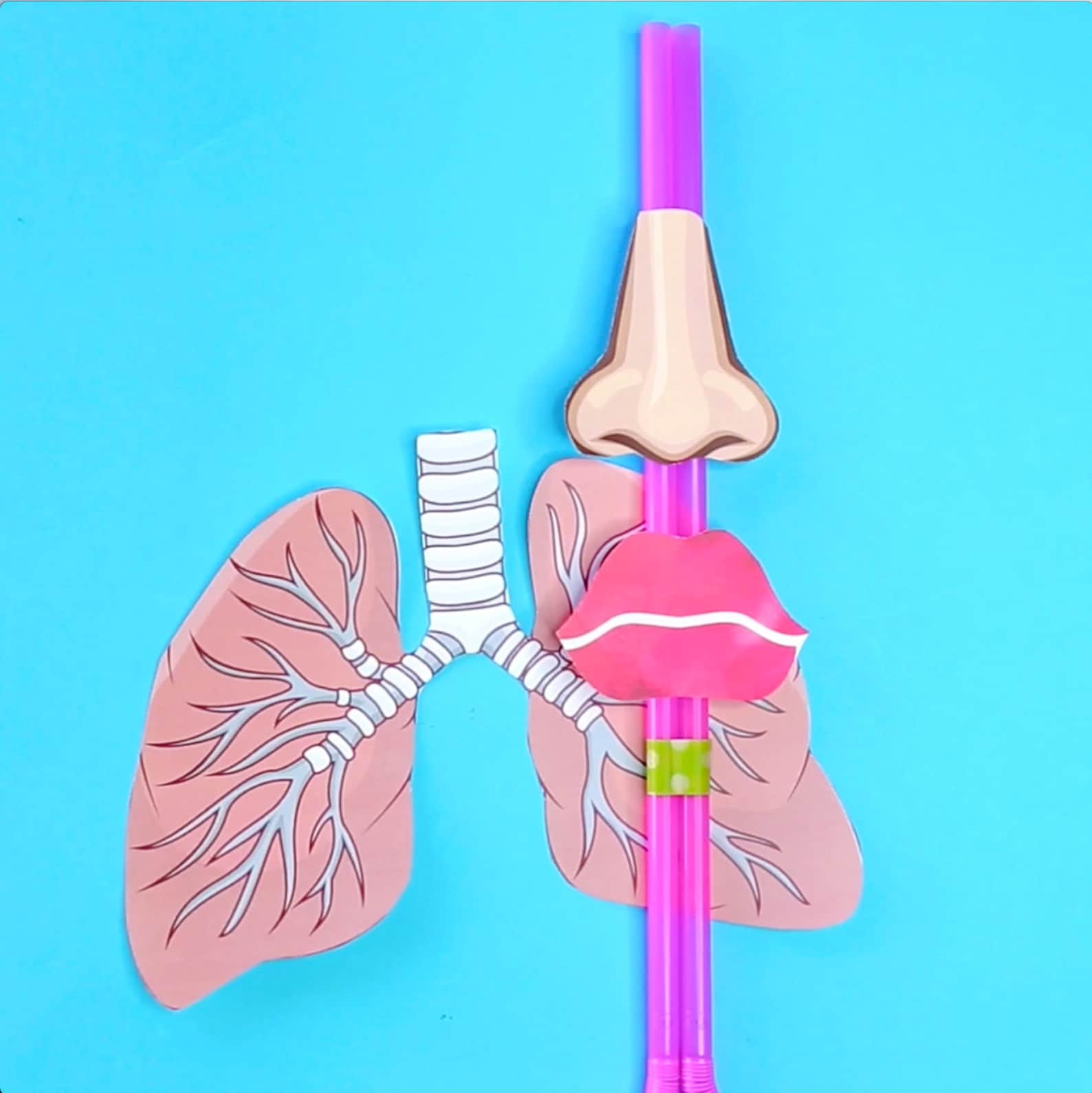 Lung Model Printable Anatomy Printable Anatomy Learning - Etsy
