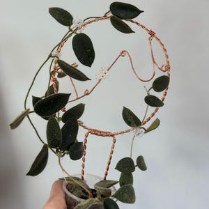 Hoya Heuschkeliana Pink - Etsy
