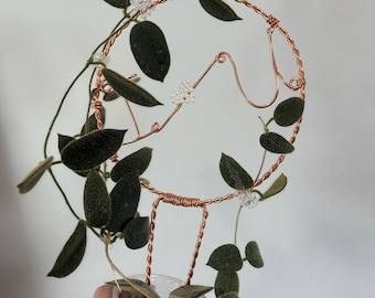 Extremely Rare HOYA 'NOONA' PINK / Live Plant Arrival Guarantee