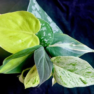 Pothos/Philodendron Cutting Bundle image 2