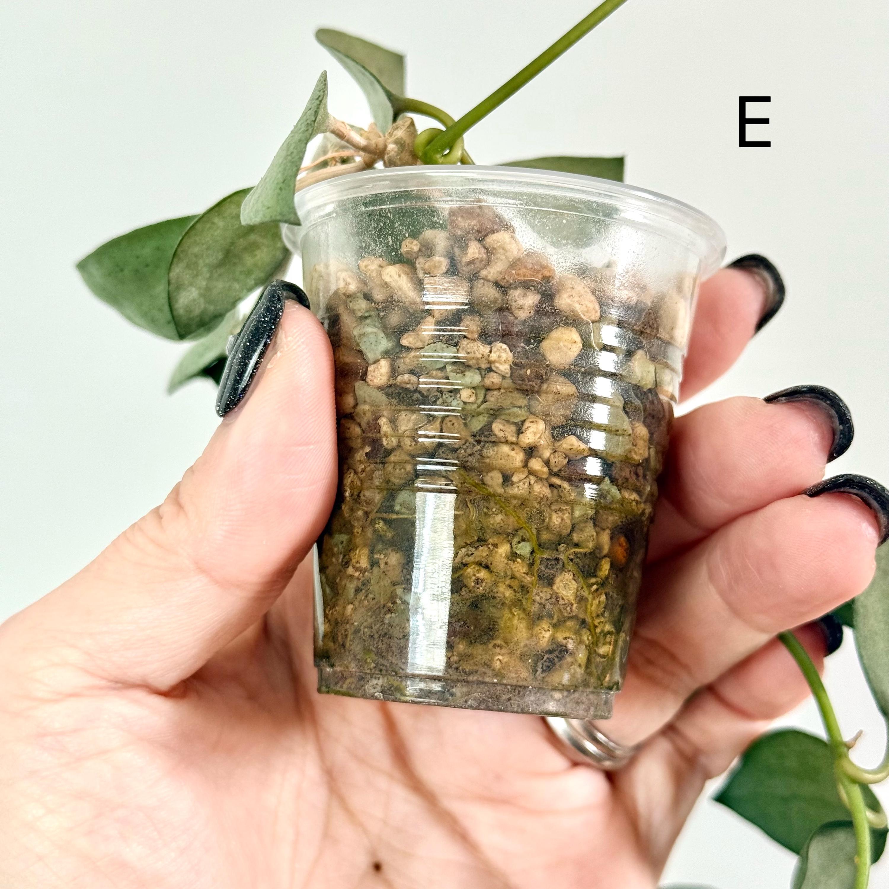Hoya Lacunosa 'mint Coin' Rooted/ UNROOTED Cuttings - Etsy Canada