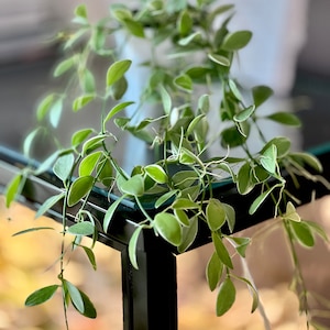Dischidia Oiantha Variegated Rooted plant/unrooted cutting