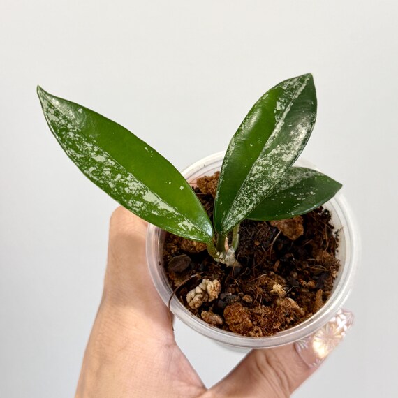 Hoya Wilber Grave China Super Silver Splash Rooted with new growth