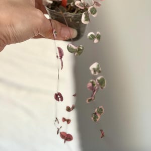String of Heart Variegated Rooted Started up plant