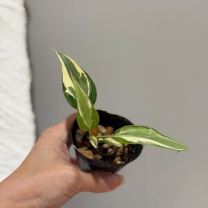 Philodendron Rio
