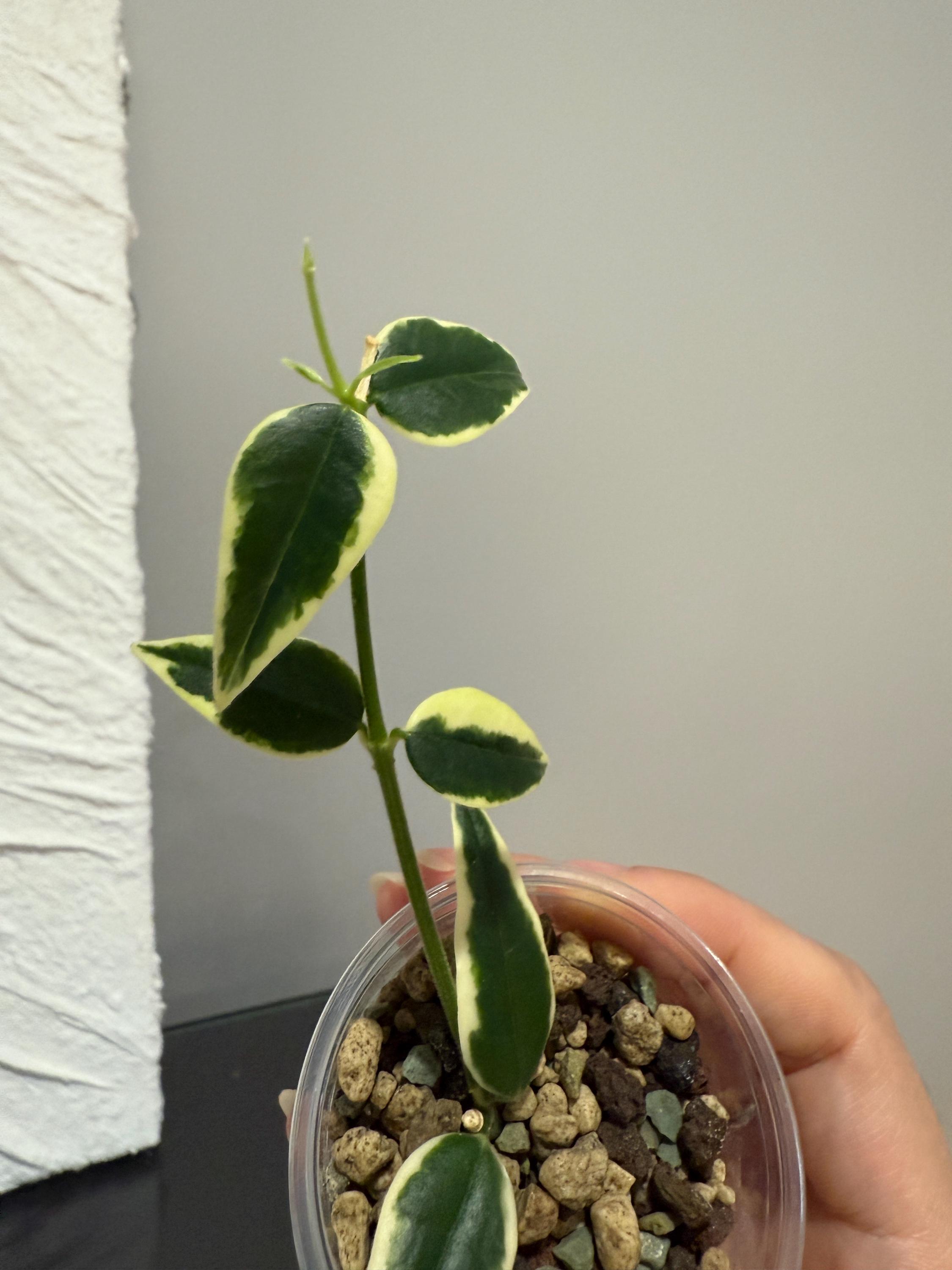 Hoya Bella Variegated Albomarginata Rooted - Etsy