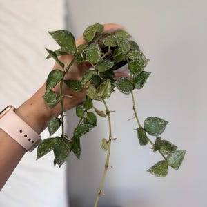 Hoya Krohniana Silver Splash