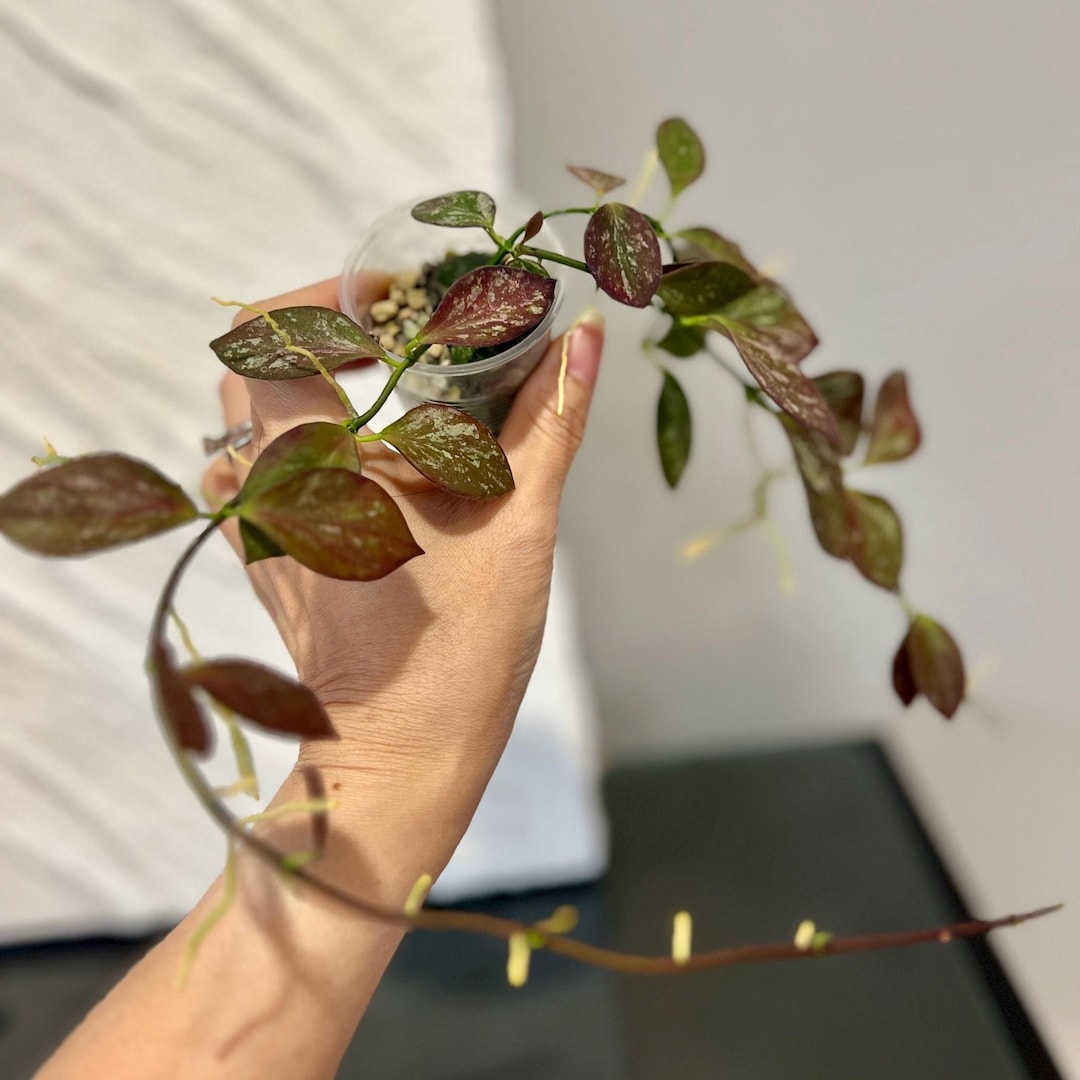 Hoya Collina IR26 Cutting or Rooted With New Growth - Etsy