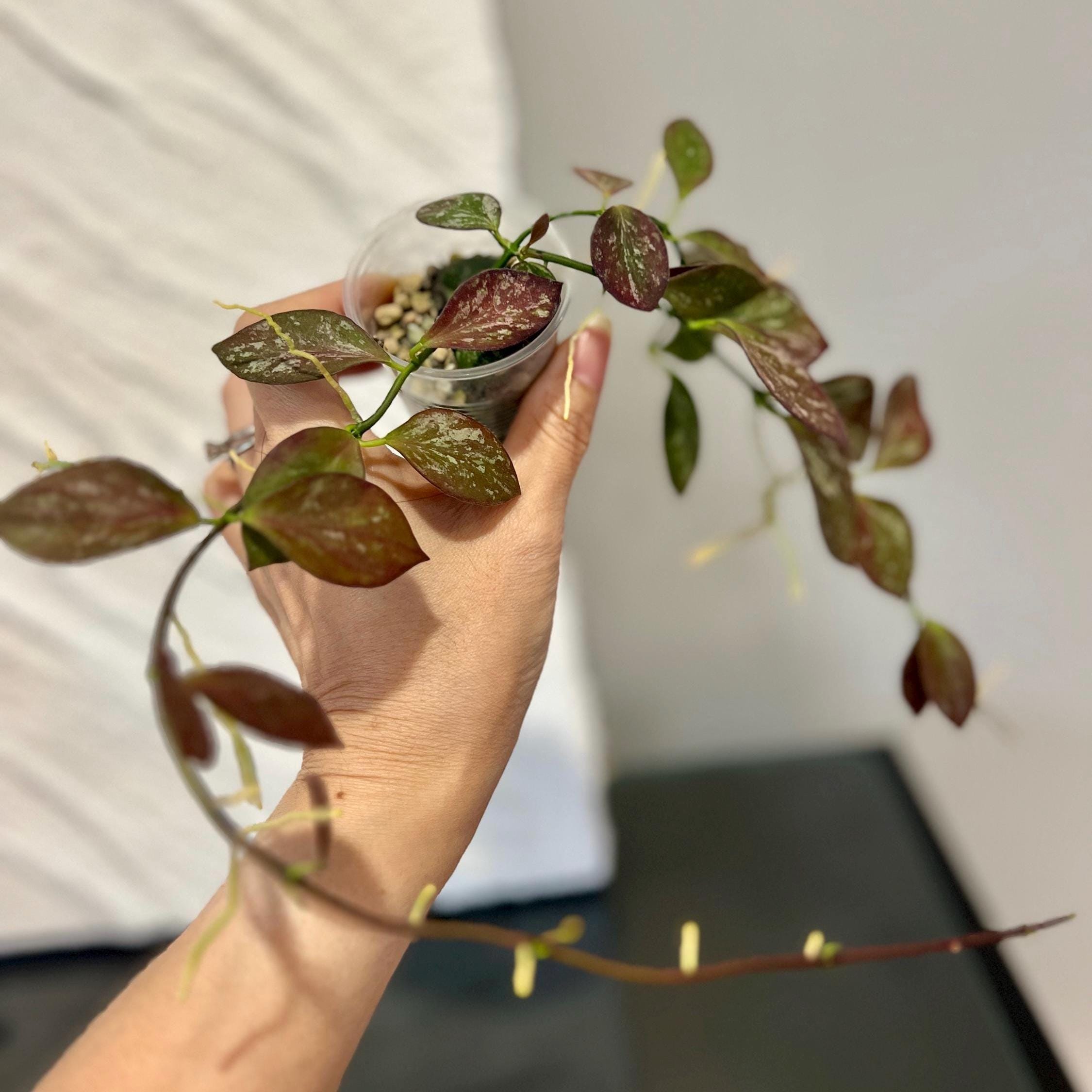 Hoya Collina IR26 Cutting or Rooted With New Growth - Etsy