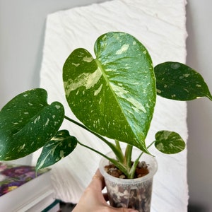 US seller Monstera Thai Constellation image 1