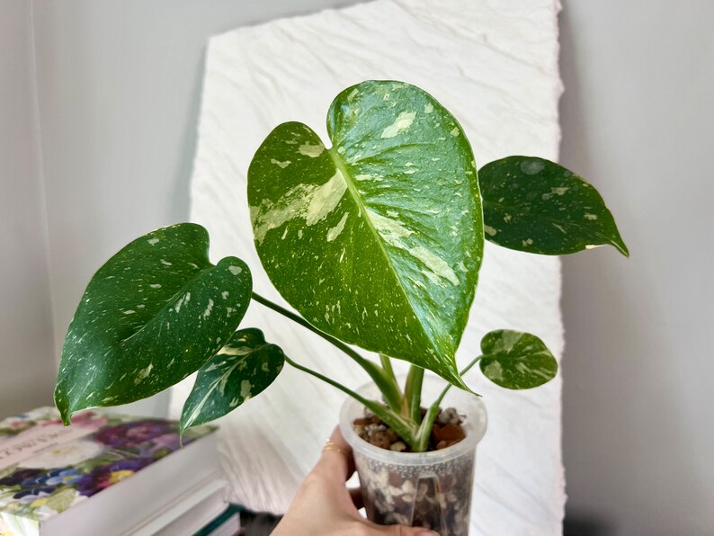 US seller Monstera Thai Constellation image 1