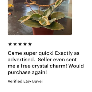 May include: A small, potted plant with variegated leaves is displayed in a terracotta pot. The plant is growing up a wire heart-shaped frame. The plant is a Peperomia caperata.