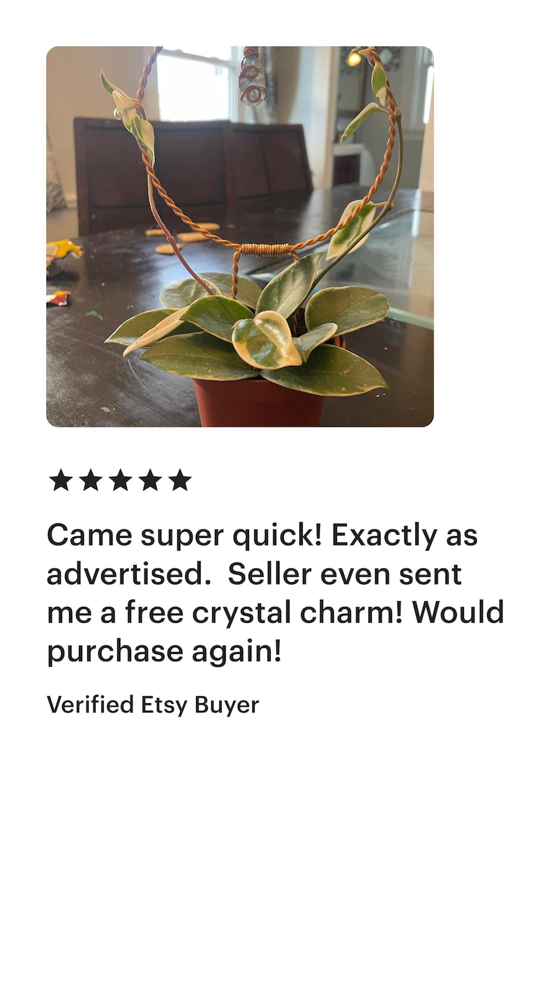 May include: A small, potted plant with variegated leaves is displayed in a terracotta pot. The plant is growing up a wire heart-shaped frame. The plant is a Peperomia caperata.