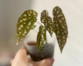 3 Inch Begonia maculata