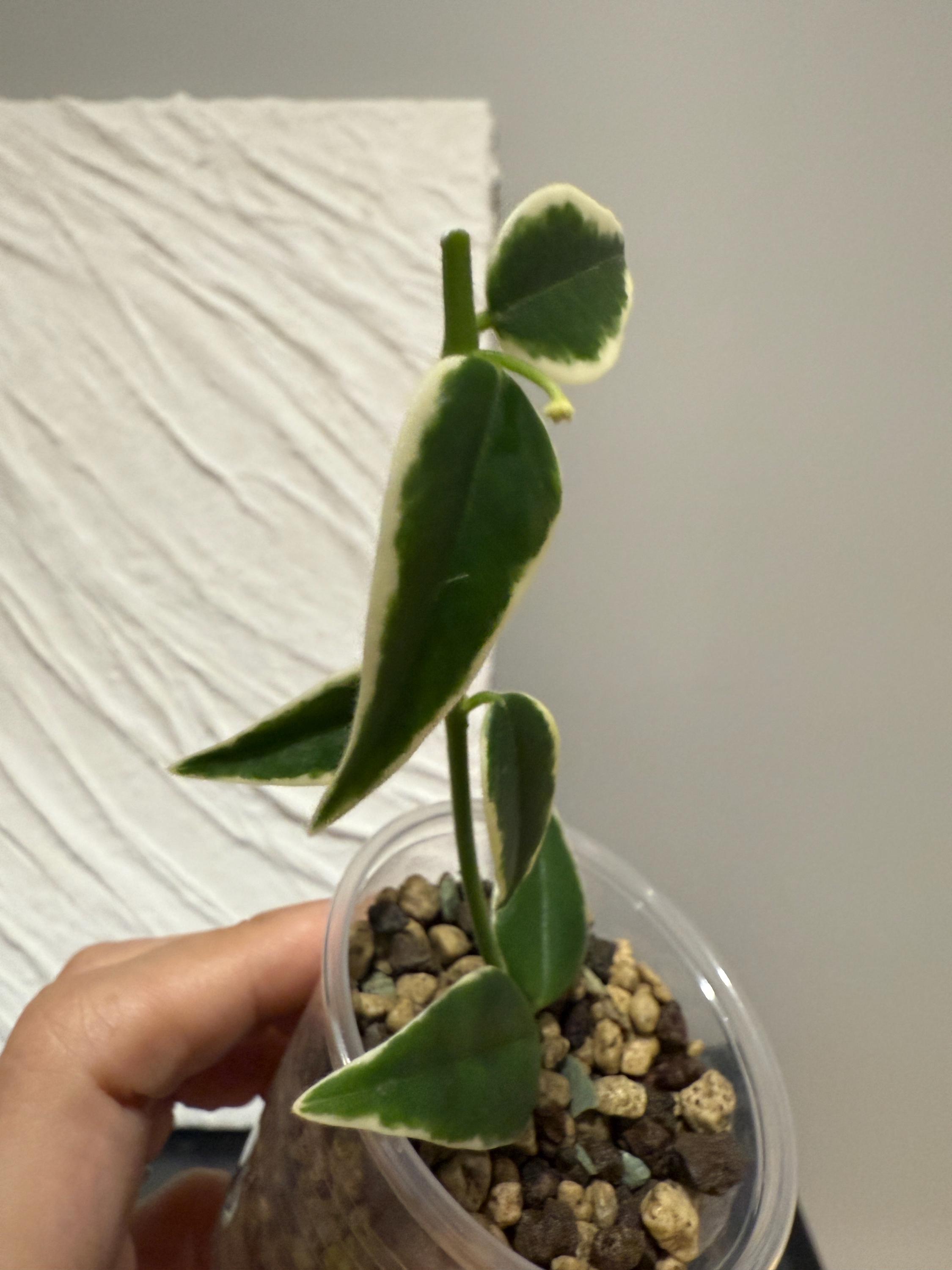 鉢花 518 Hoya bella 'AlbomarginataVariegata' Hoya Bella Albo Variegated – Planthaven Toronto