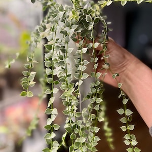 Dischidia ruscifolia &#39;Variegata&#39; &quot;Million Hearts&quot;