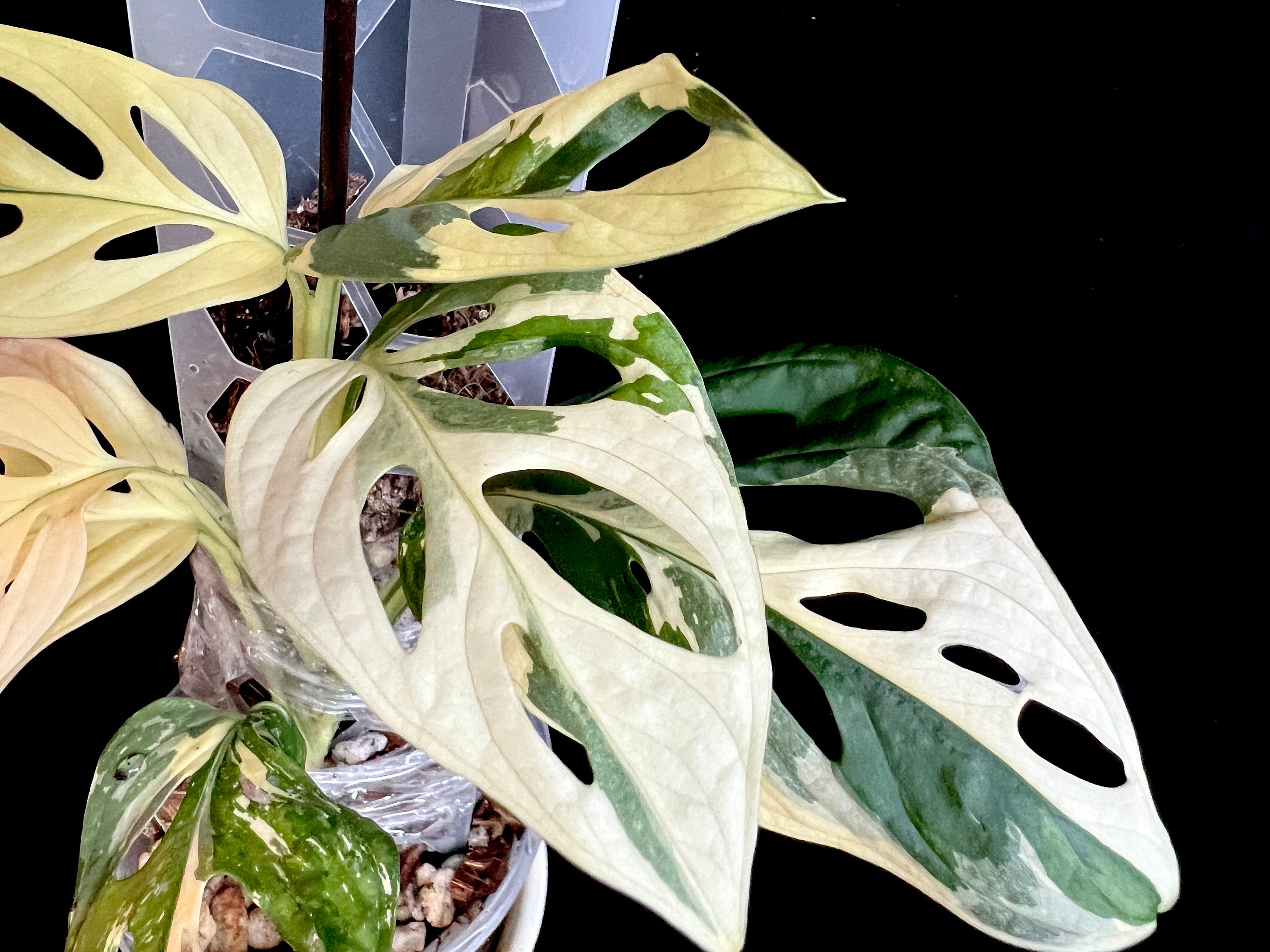 Monstera Adansonii Albo Variegated - Etsy