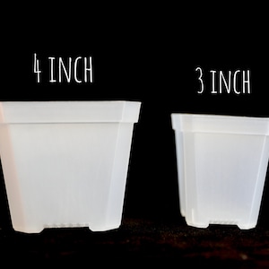 May include: Two white plastic square plant pots, one is 4 inches and the other is 3 inches.