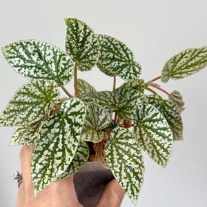 Philodendron Silver Angel - Etsy
