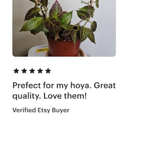 May include: A copper wire plant hanger in the shape of a circle, supporting a potted plant with green and burgundy leaves. The plant is a hoya, a type of vine.