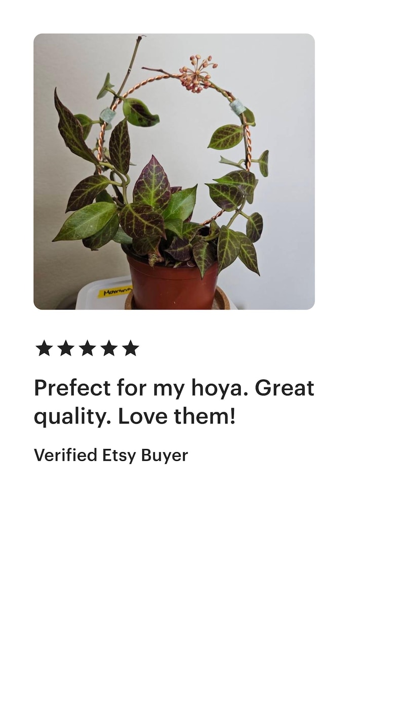 May include: A copper wire plant hanger in the shape of a circle, supporting a potted plant with green and burgundy leaves. The plant is a hoya, a type of vine.