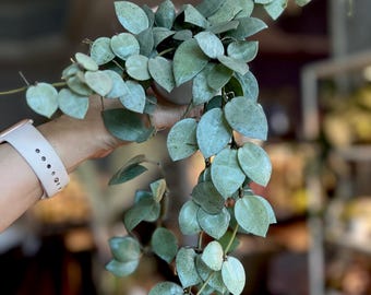 Hoya Lacunosa ’Mint Coin’ Rooted/ UNROOTED cuttings