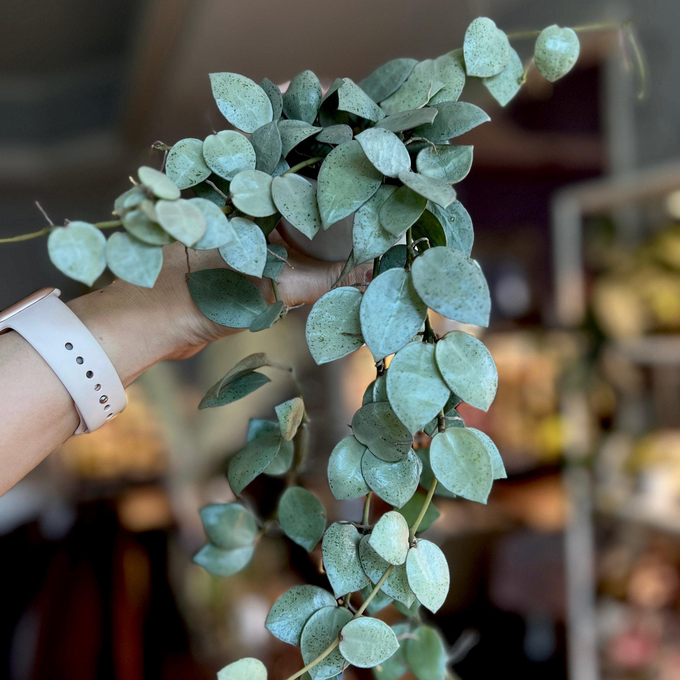 hoya quarts 動作確認未 Hoya Lacunosa 'mint Coin' Rooted/ UNROOTED Cuttings - Etsy