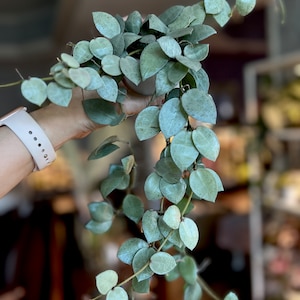 Hoya Lacunosa ’Mint Coin’ Rooted/ UNROOTED cuttings