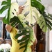 see more listings in the Monstera section