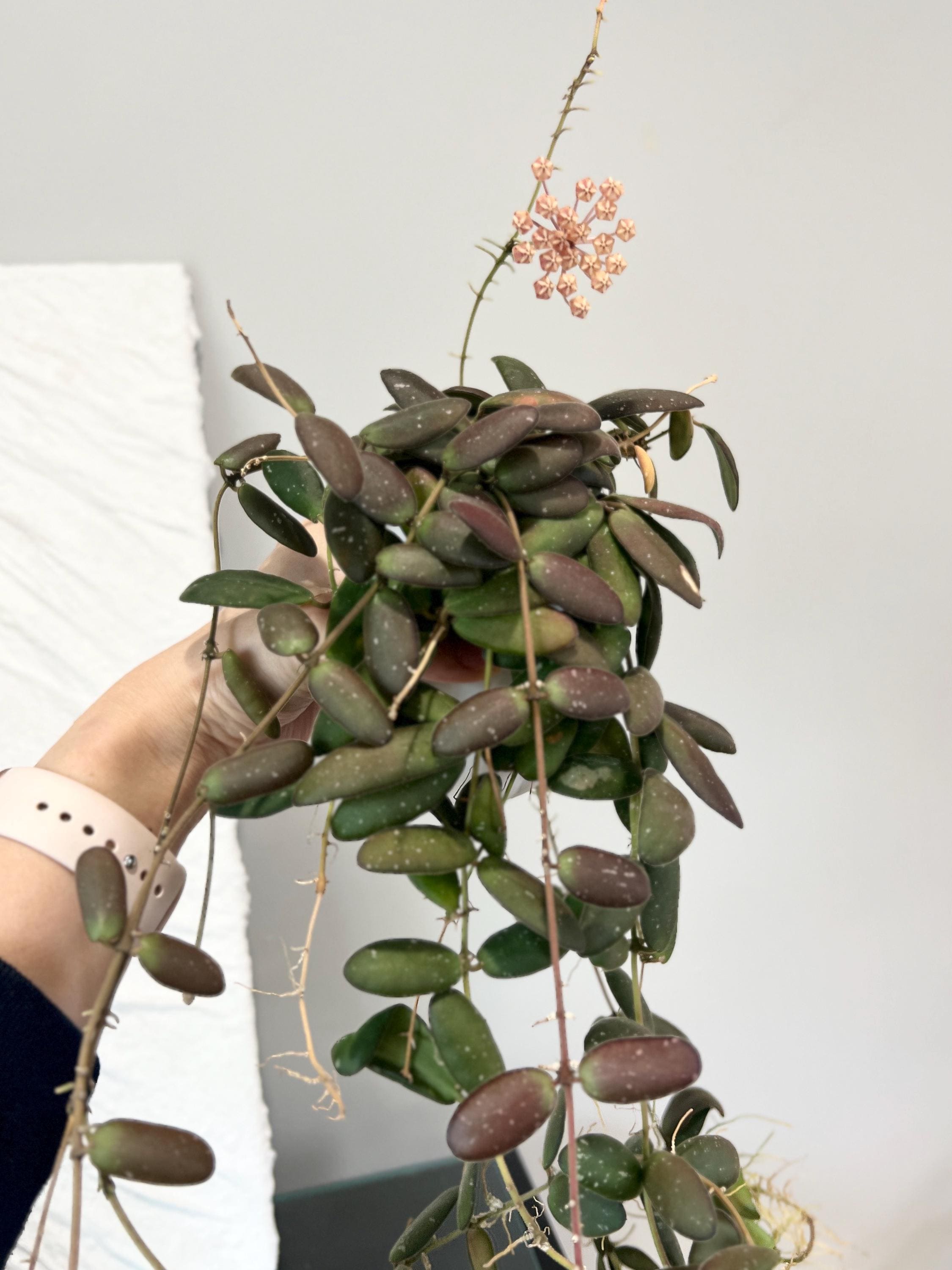 Hoya GPS 7240 Unrooted Cutting - Etsy