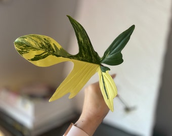 Philodendron Florida Beauty Variegated / Rooted / Rooted in soil