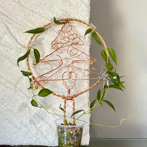 Hoya Denisii Frida - Etsy