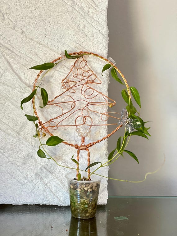 Hoya Dennisii Frida Rooted Plant / Unrooted Cutting - Etsy Israel