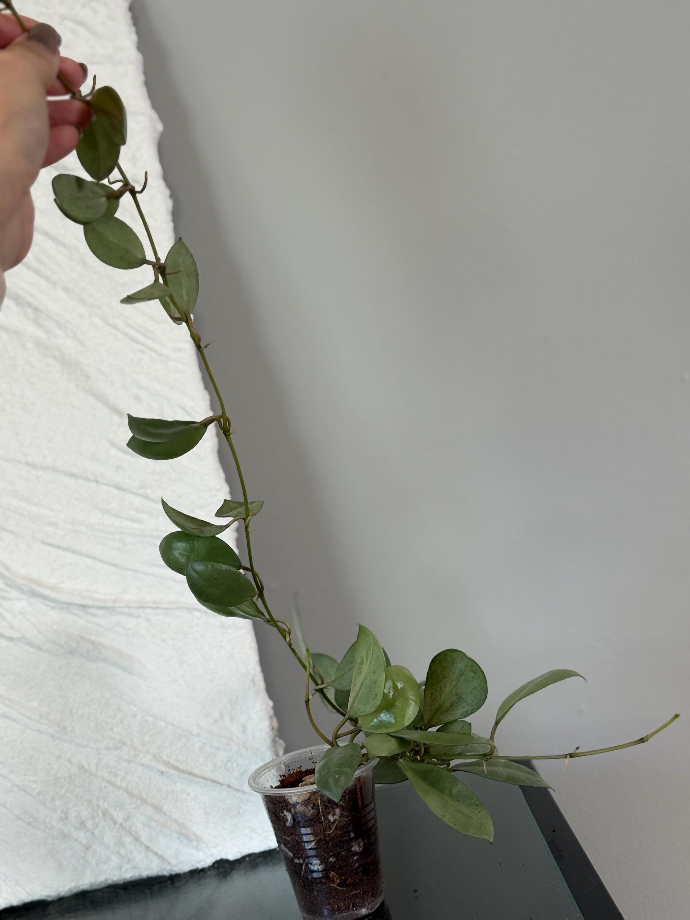 Hoya Lacunosa 'mint Coin' Rooted/ UNROOTED Cuttings - Etsy