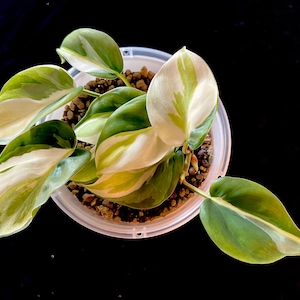 Philodendron Gabby