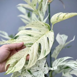 US Seller Epipremnum Pinnatum Marble Variegated Rooted in Moss or soil / Unrooted image 1