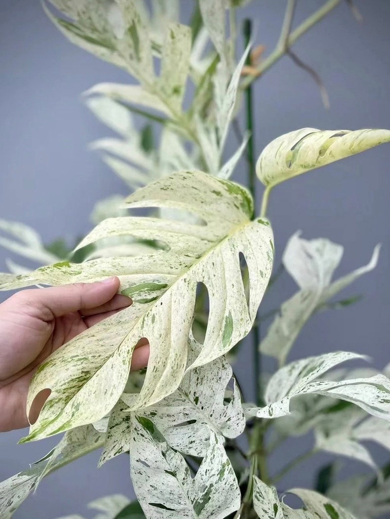 US Seller Epipremnum Pinnatum Marble Variegated Rooted in Moss or soil / Unrooted image 1