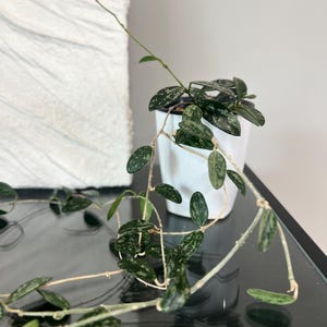 Hoya Lima Splash Rooted / Unrooted Cutting
