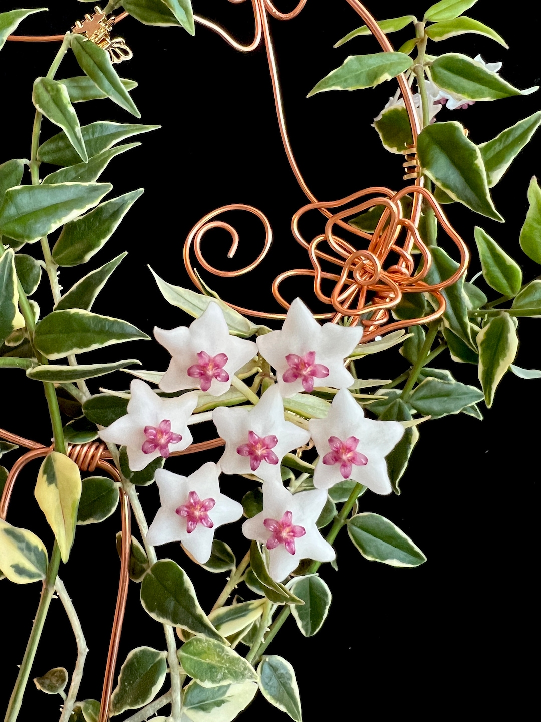 Hoya lanceolata subsp. bella 'Albo-Marginata' - Gabriella Plants