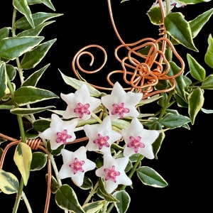Hoya Bella Variegated Albomarginata Rooted