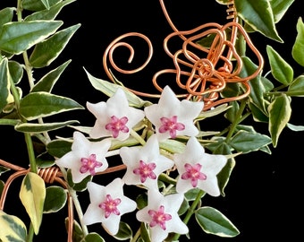 Hoya Bella Variegated Albomarginata Rooted