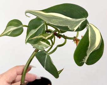 Philodendron Rio Rooted Plant / Unrooted Cutting